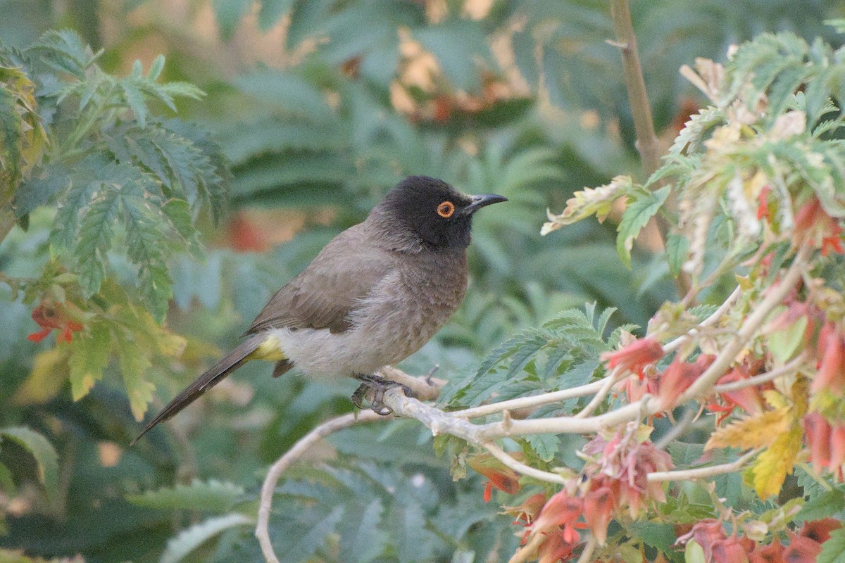 Black-fronted Bulbul - ML641384442