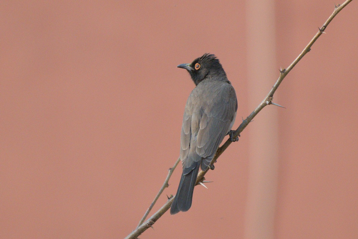 Black-fronted Bulbul - ML641384443