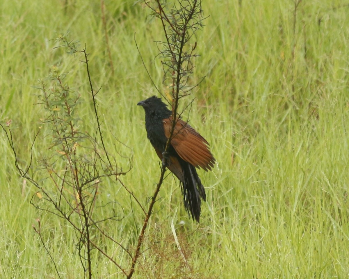 bengalsporegjøk - ML641384450