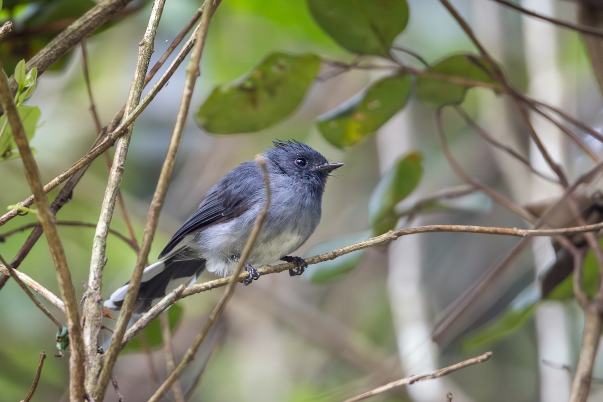 White-tailed Crested Flycatcher - ML641384471