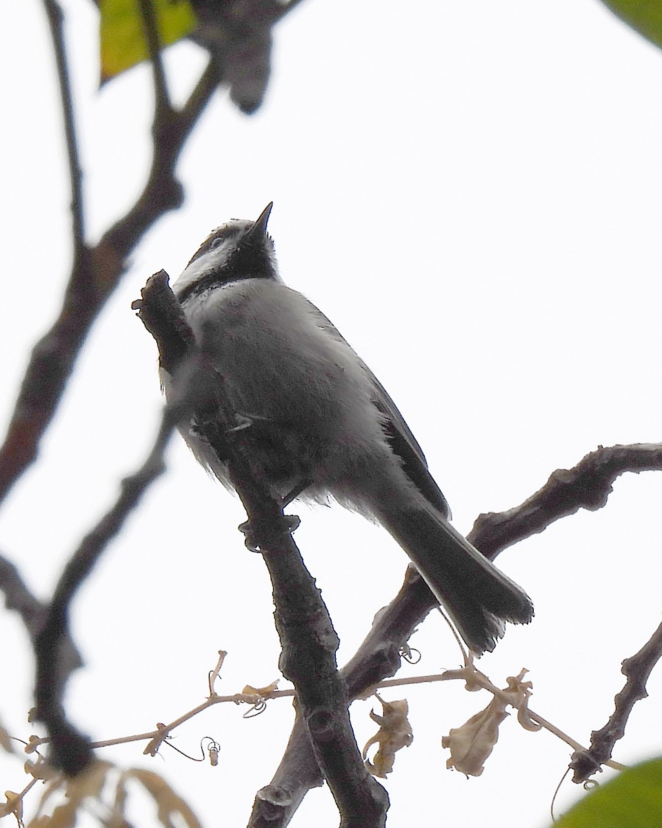 Mésange de Gambel - ML641384478