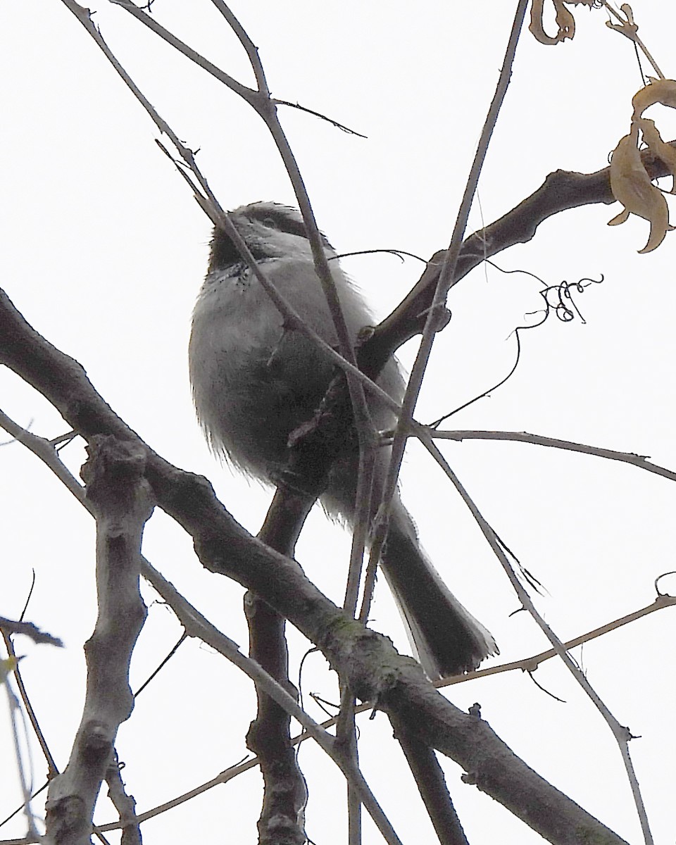 Mésange de Gambel - ML641384479