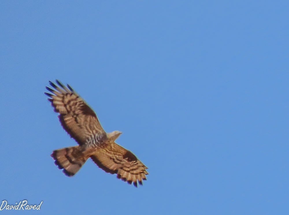 European Honey-buzzard - ML641384488