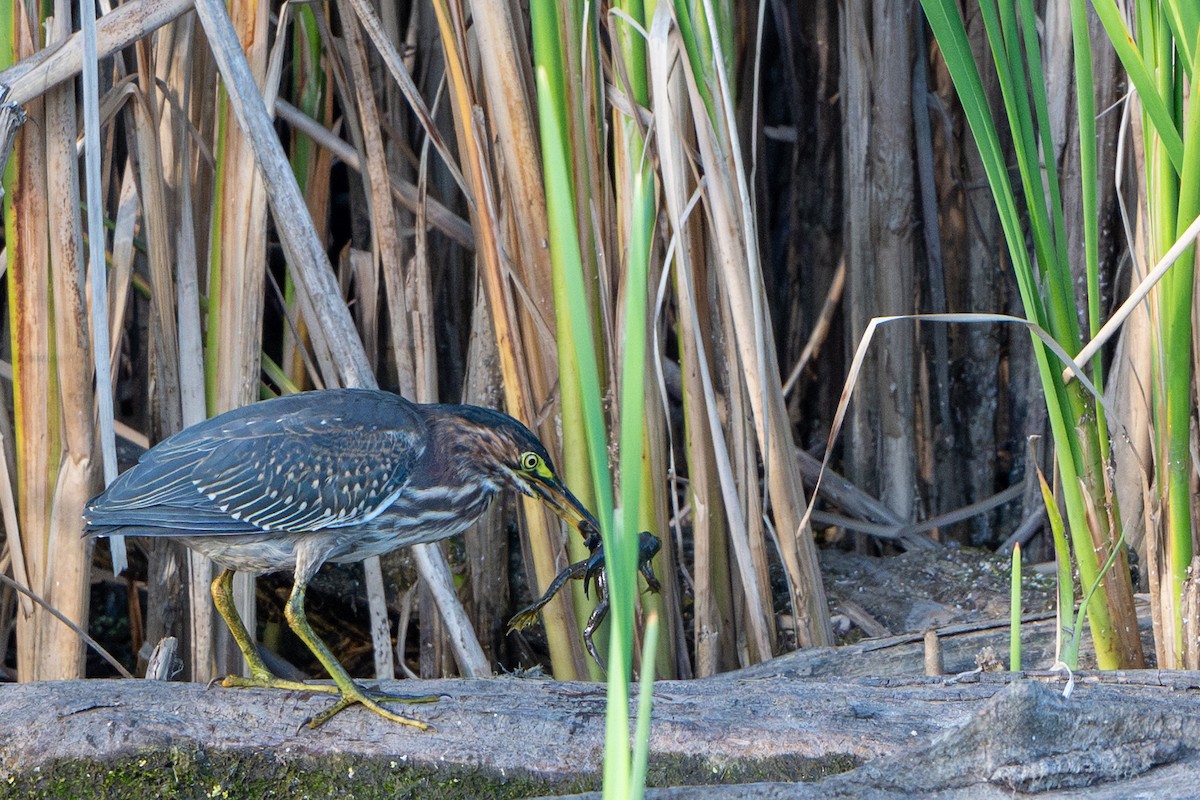 Green Heron - ML641384514