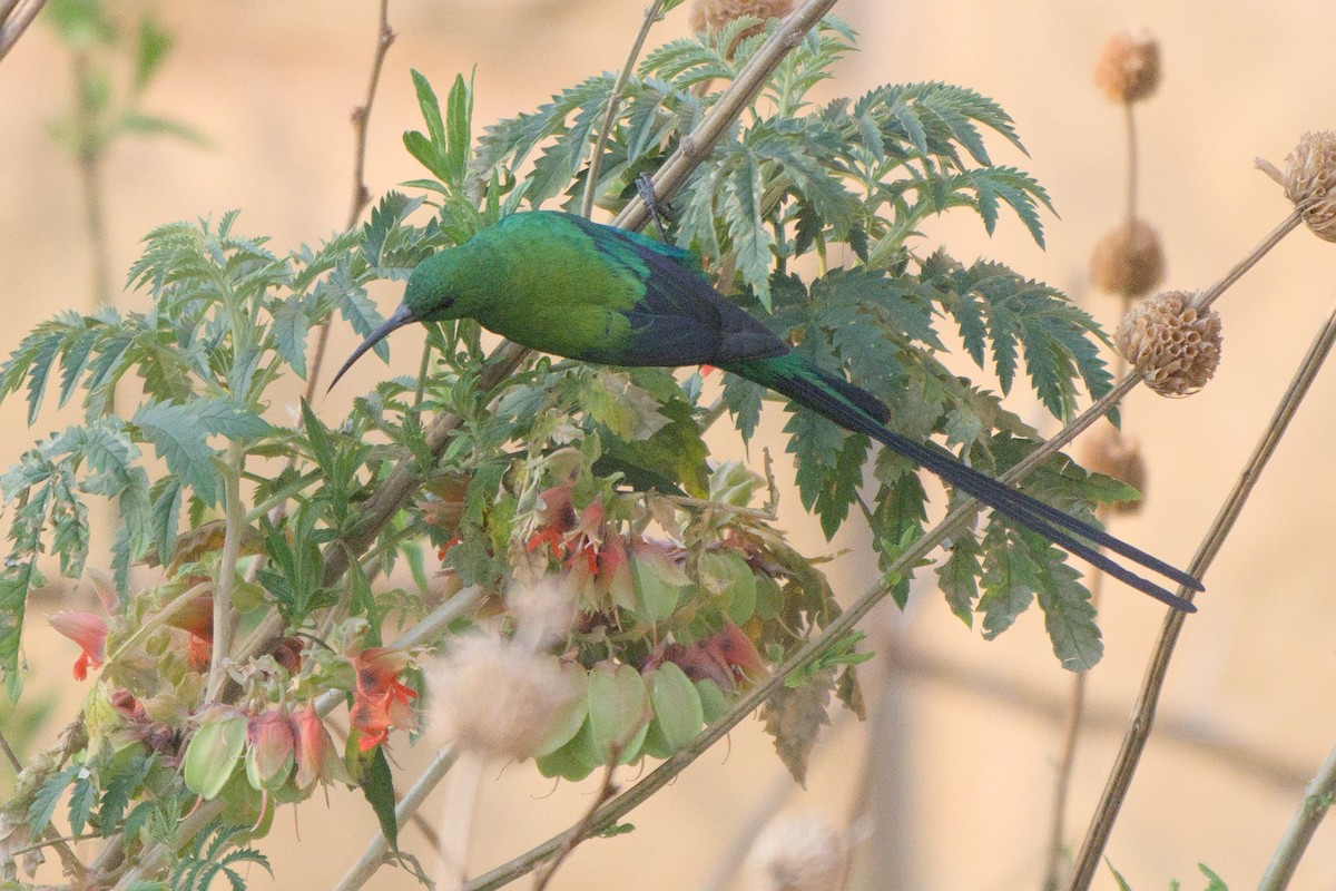 Malachite Sunbird - ML641384524