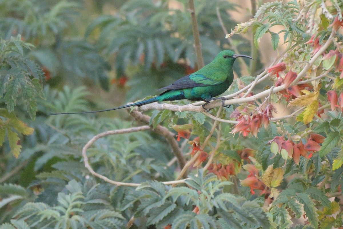 Malachite Sunbird - ML641384525