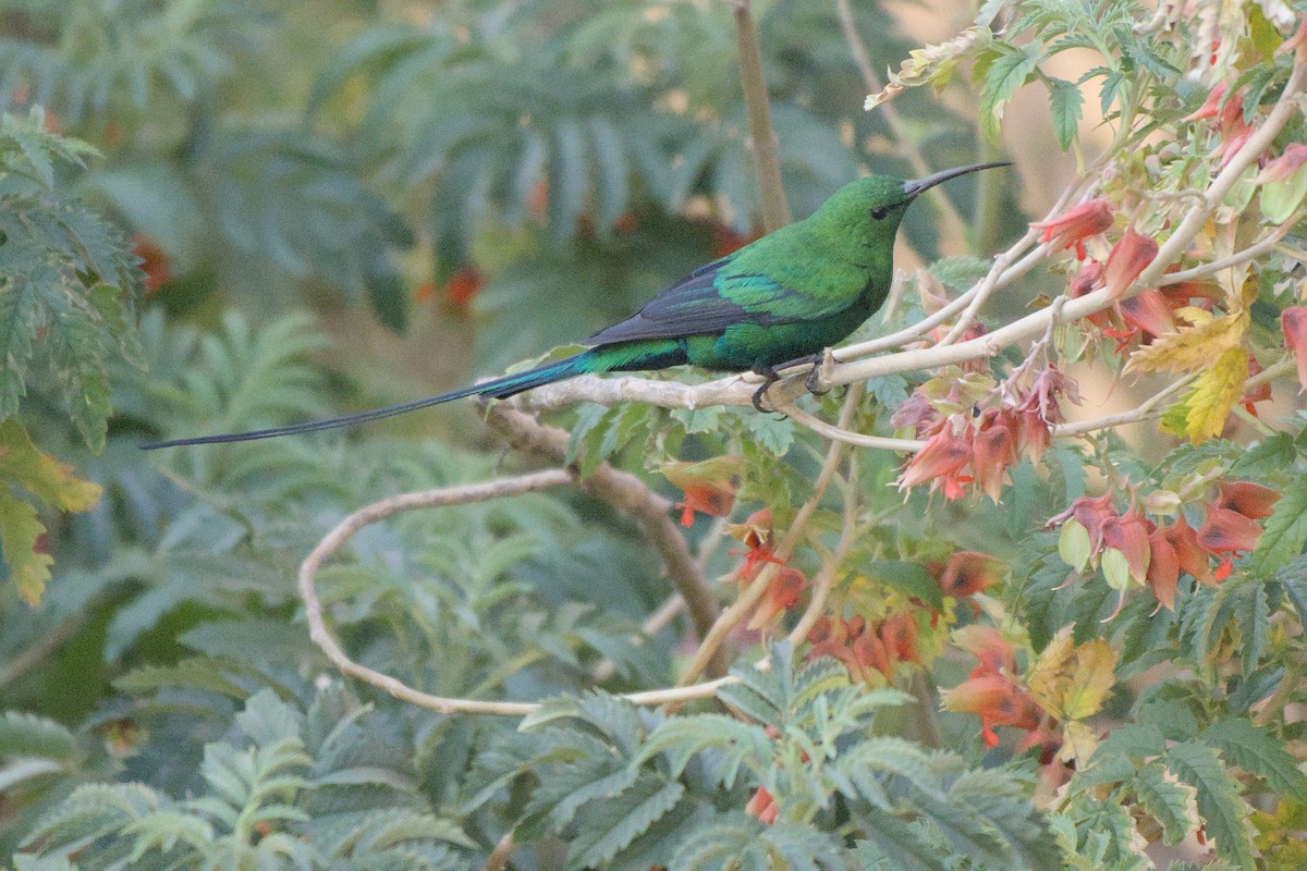 Malachite Sunbird - ML641384526