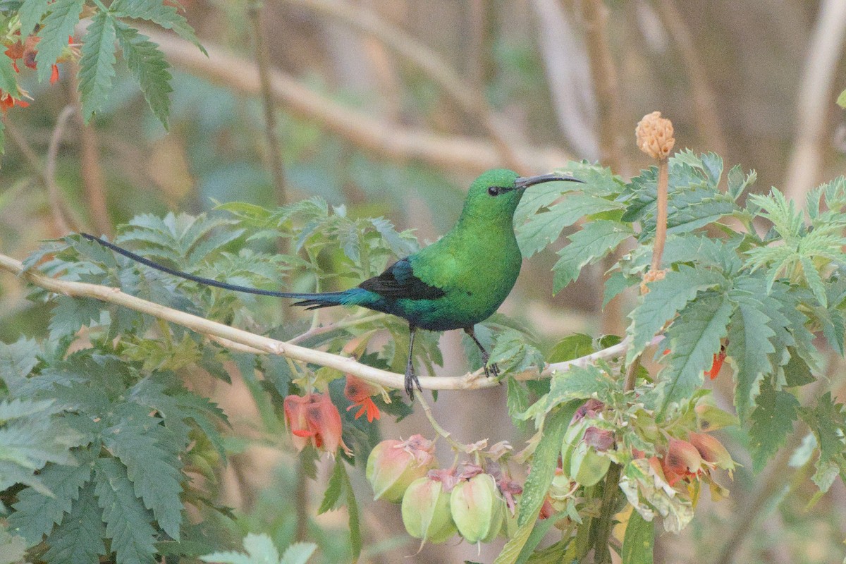 Malachite Sunbird - ML641384528