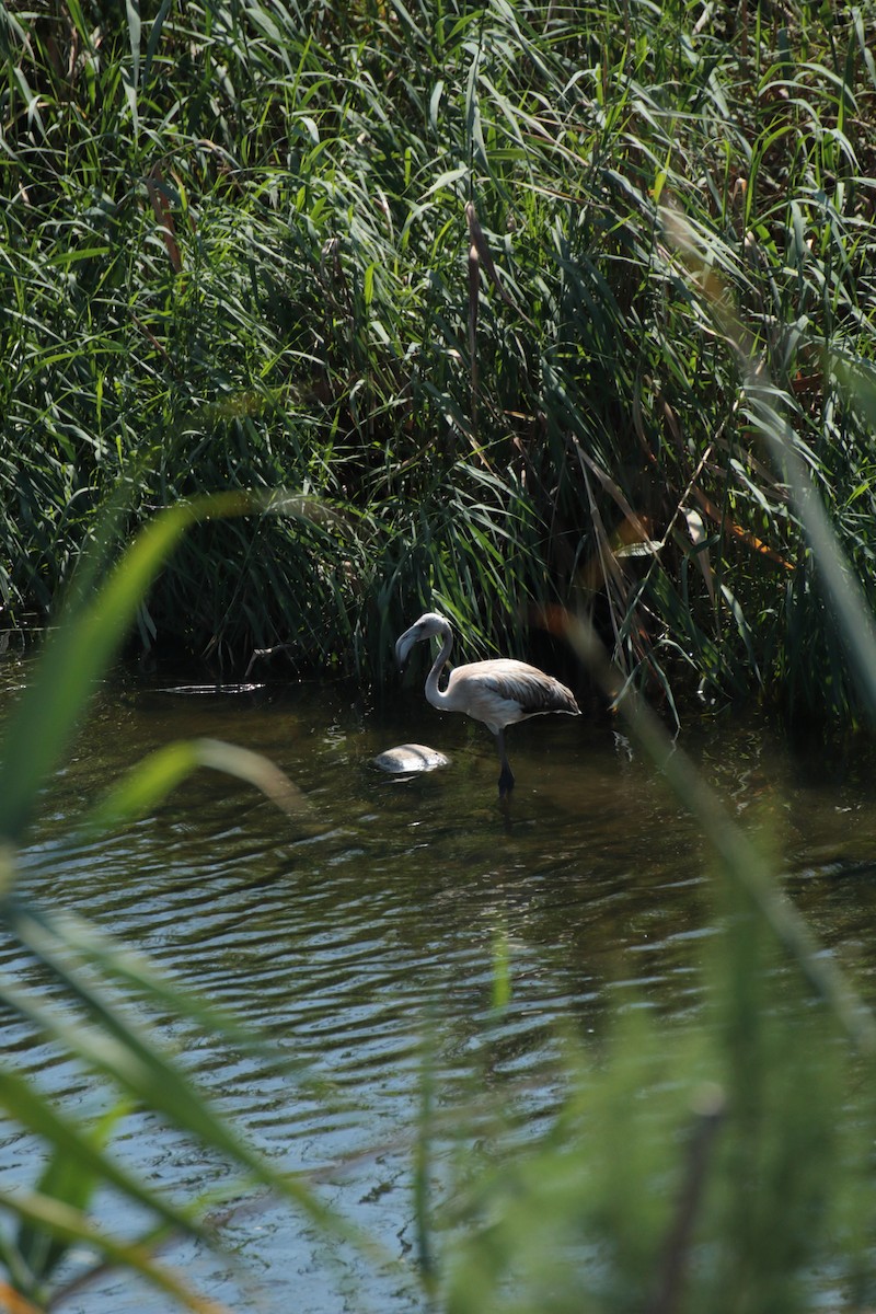 Greater Flamingo - ML641384549
