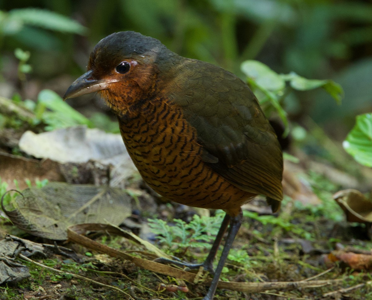 Giant Antpitta - ML641384595