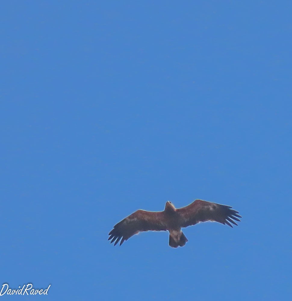 Lesser Spotted Eagle - ML641384608