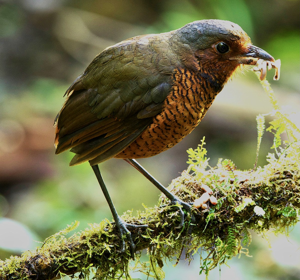 Giant Antpitta - ML641384614