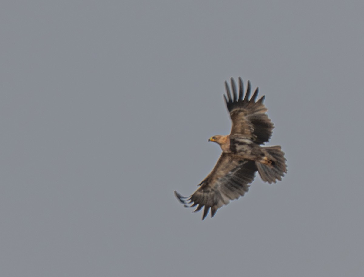 Tawny Eagle - ML641384629
