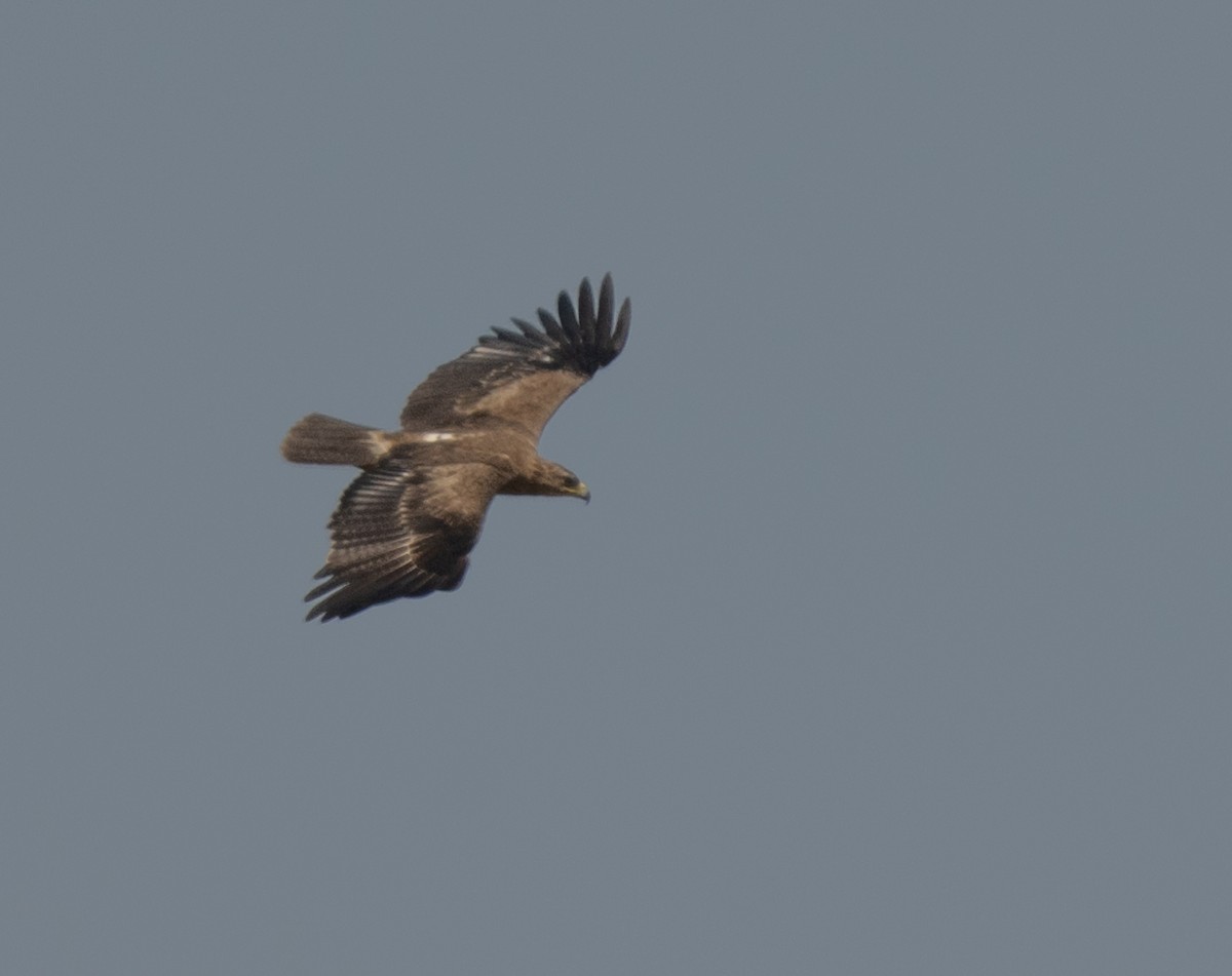 Tawny Eagle - ML641384630
