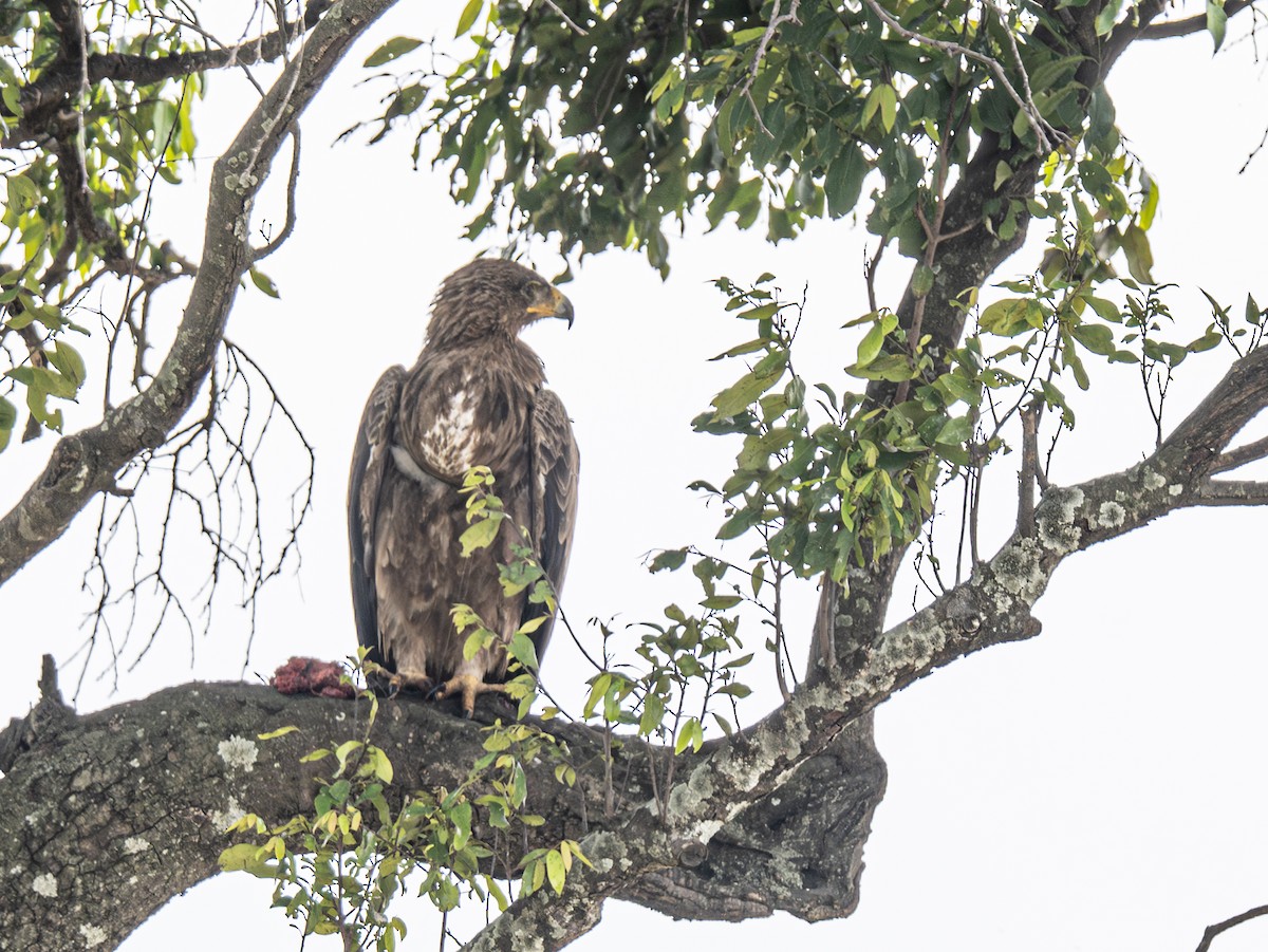 Tawny Eagle - ML641384631
