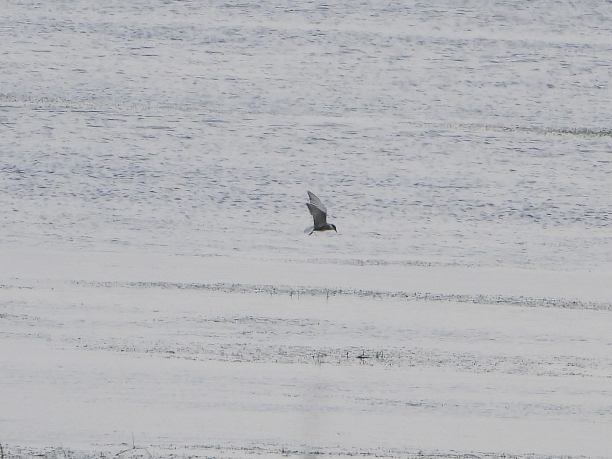 Whiskered Tern - ML641384674