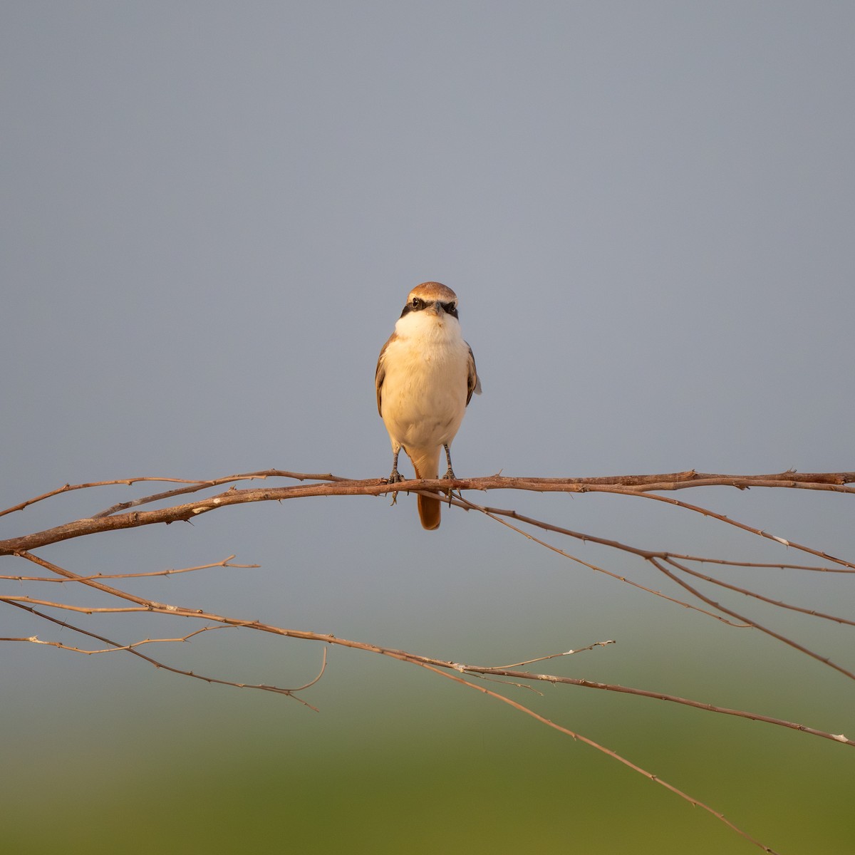 Red-tailed Shrike - ML641384685