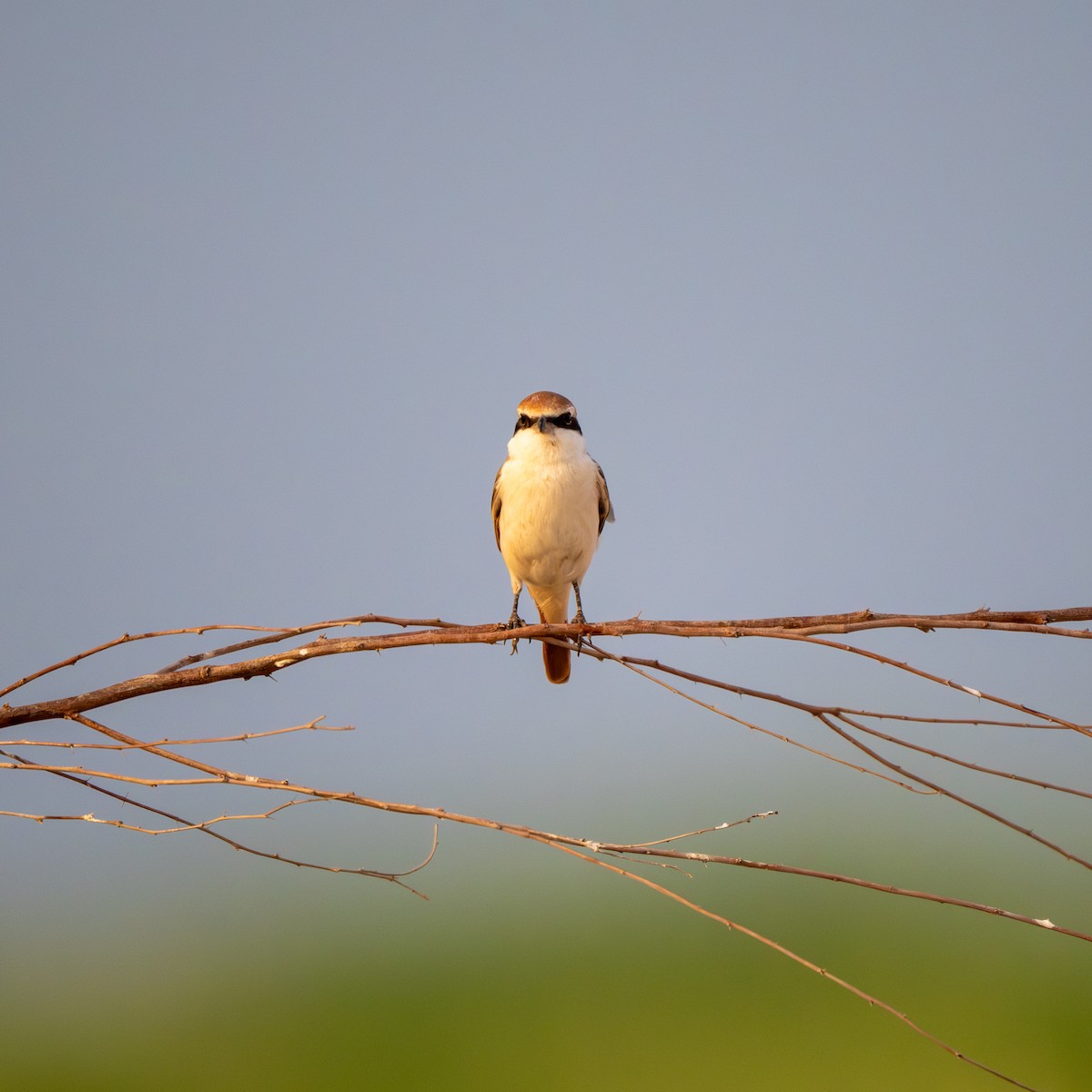Red-tailed Shrike - ML641384686