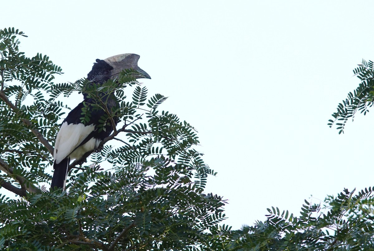 Grauwangen-Hornvogel - ML641384688