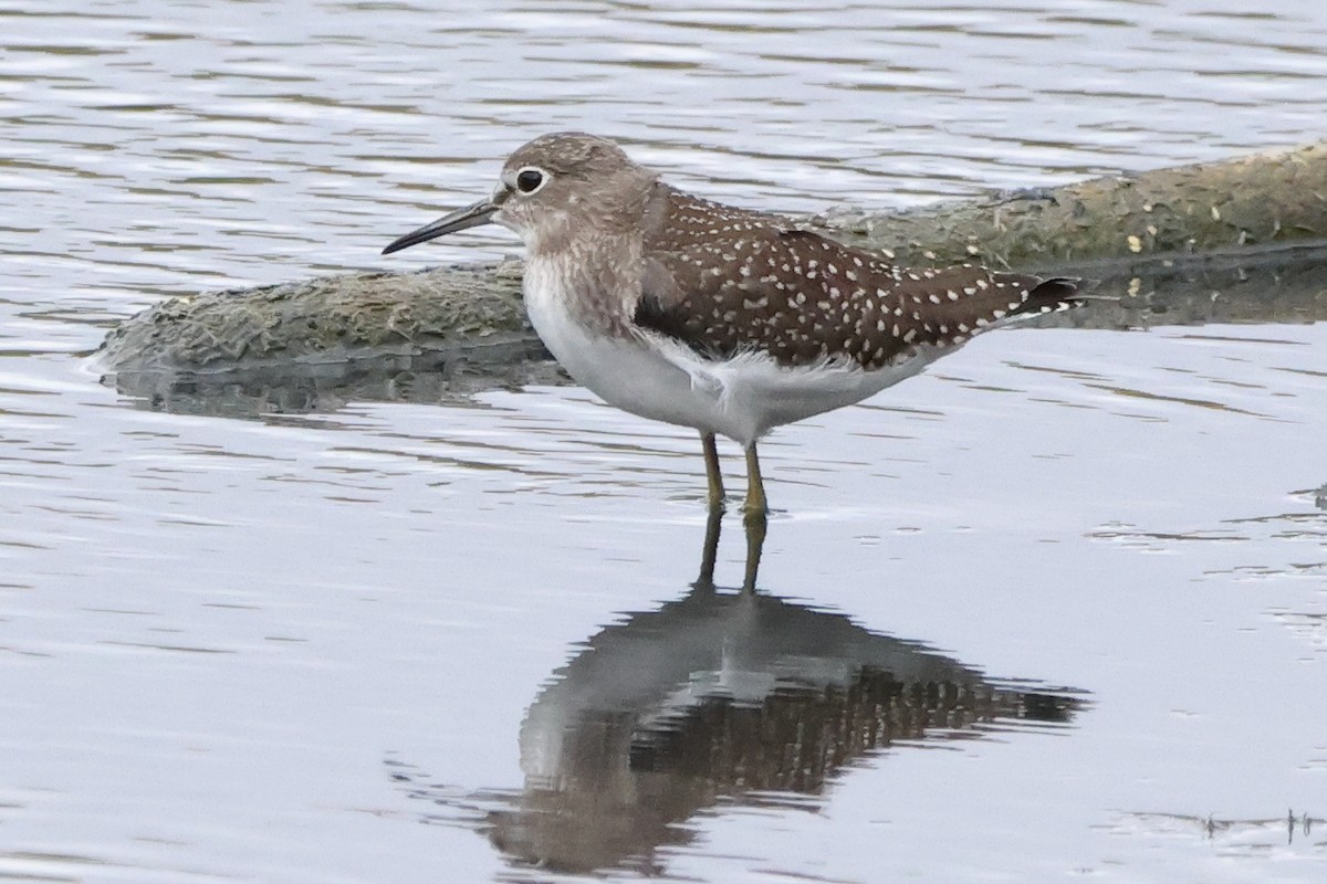 eremittsnipe - ML641384722