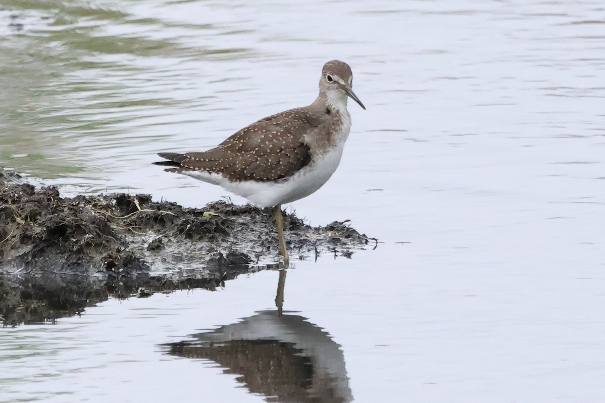 eremittsnipe - ML641384723