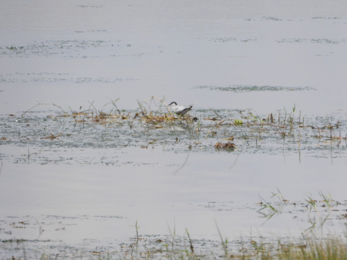 Gull-billed Tern - ML641384759