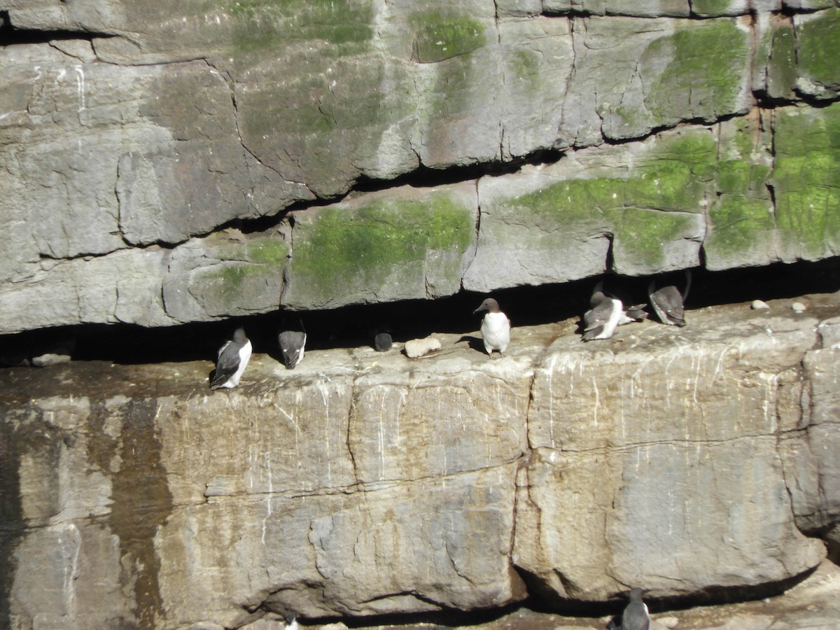 Guillemot marmette - ML641384771