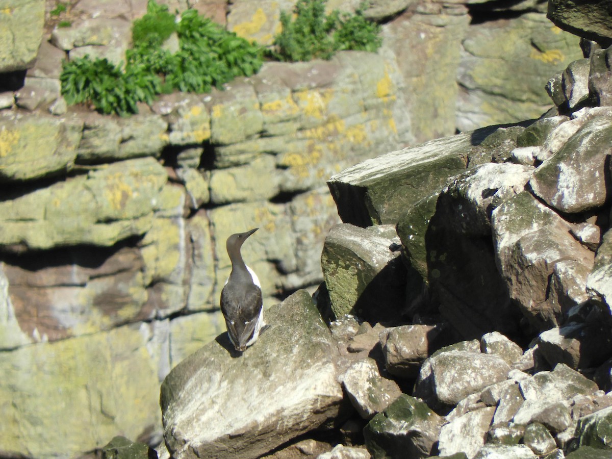 Guillemot marmette - ML641384772