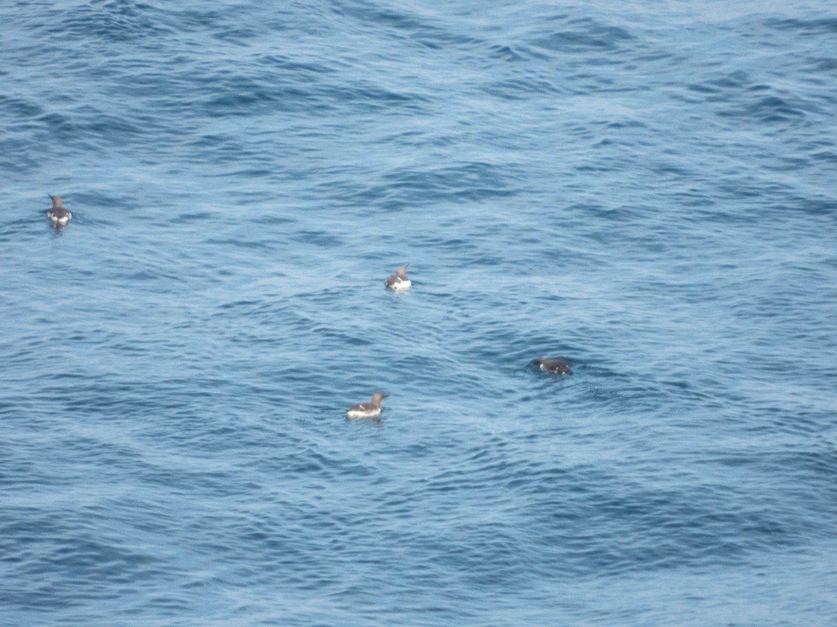Guillemot marmette - ML641384774