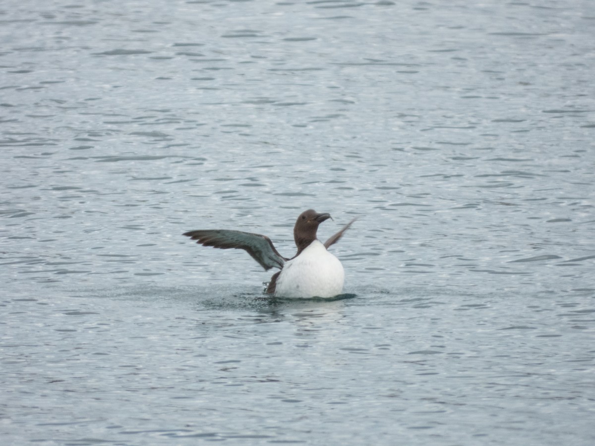 Guillemot marmette - ML641384777