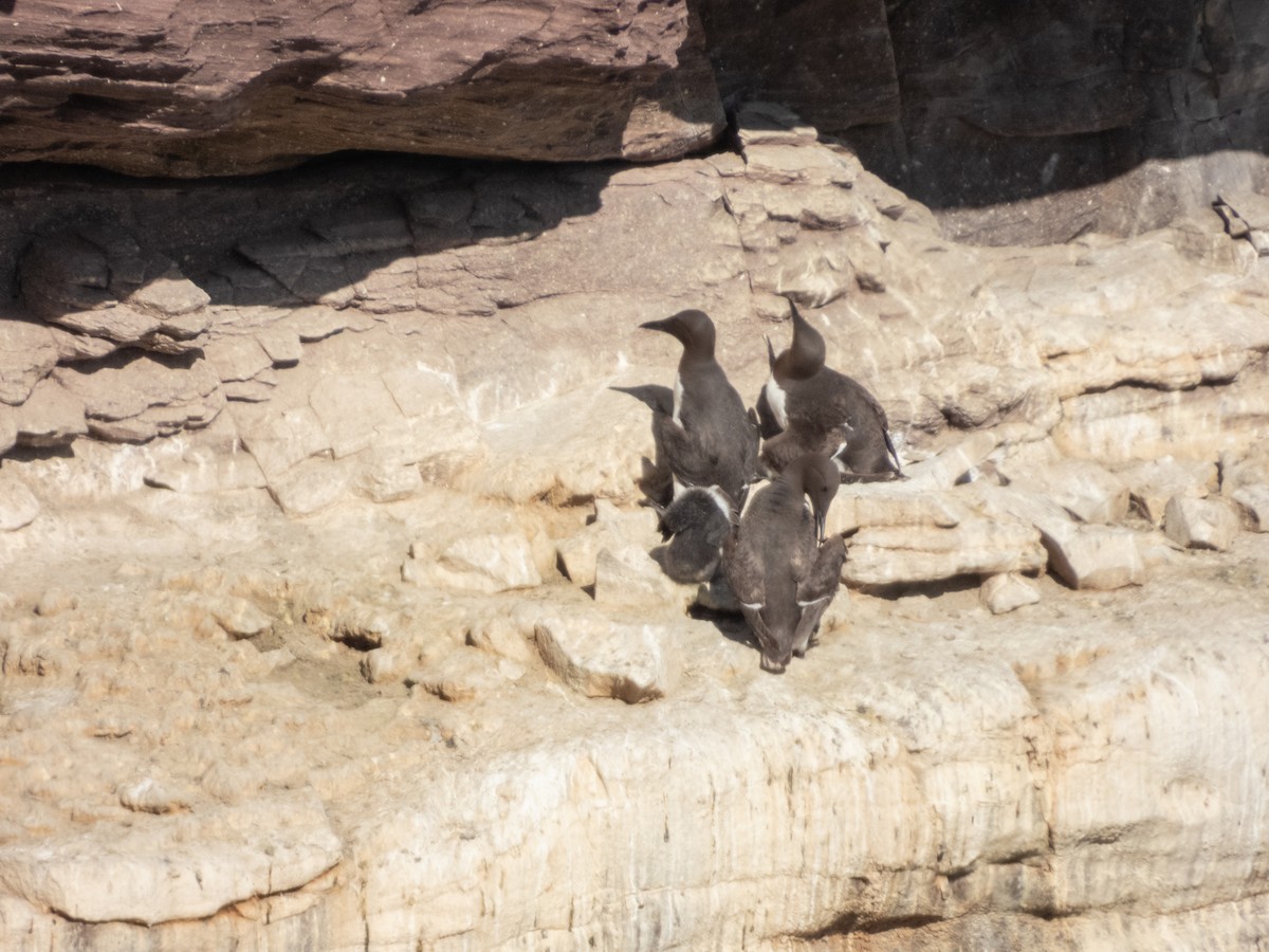 Guillemot marmette - ML641384778
