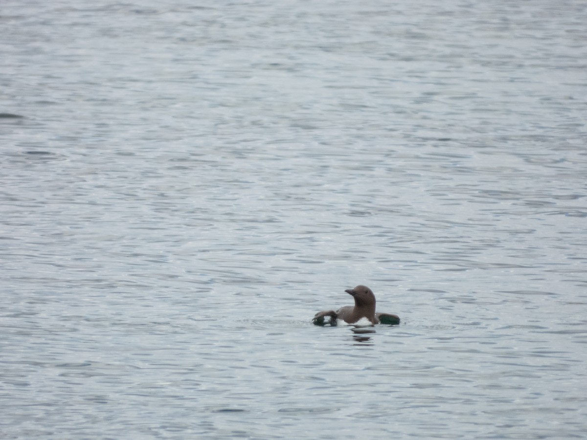 Guillemot marmette - ML641384779
