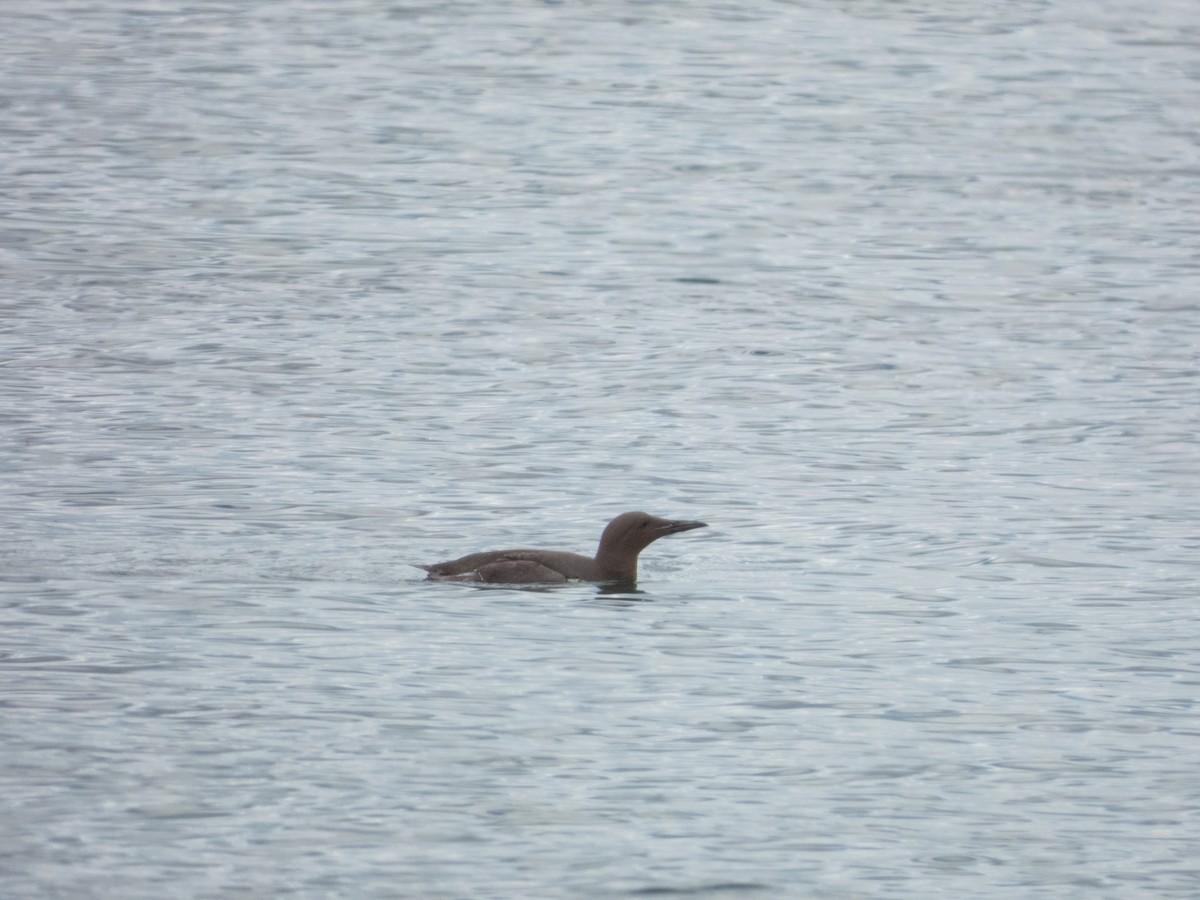 Guillemot marmette - ML641384780