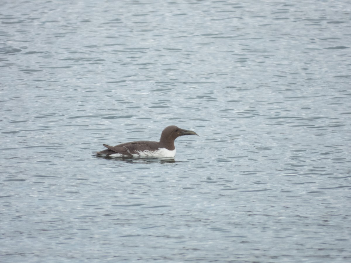 Guillemot marmette - ML641384781