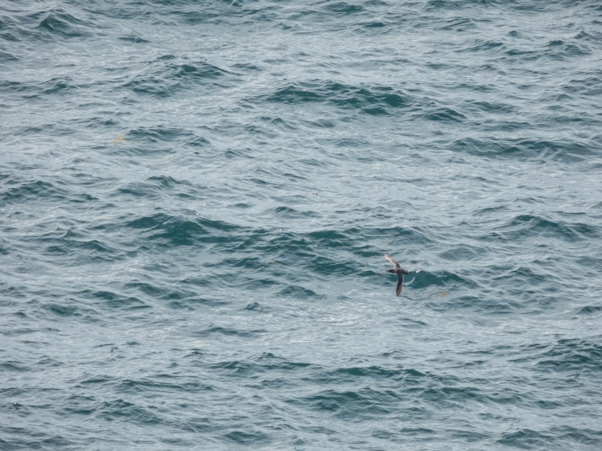 Guillemot marmette - ML641384782