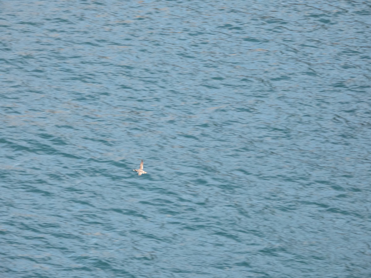 Guillemot marmette - ML641384784