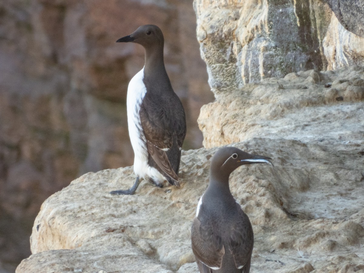 Guillemot marmette - ML641384785