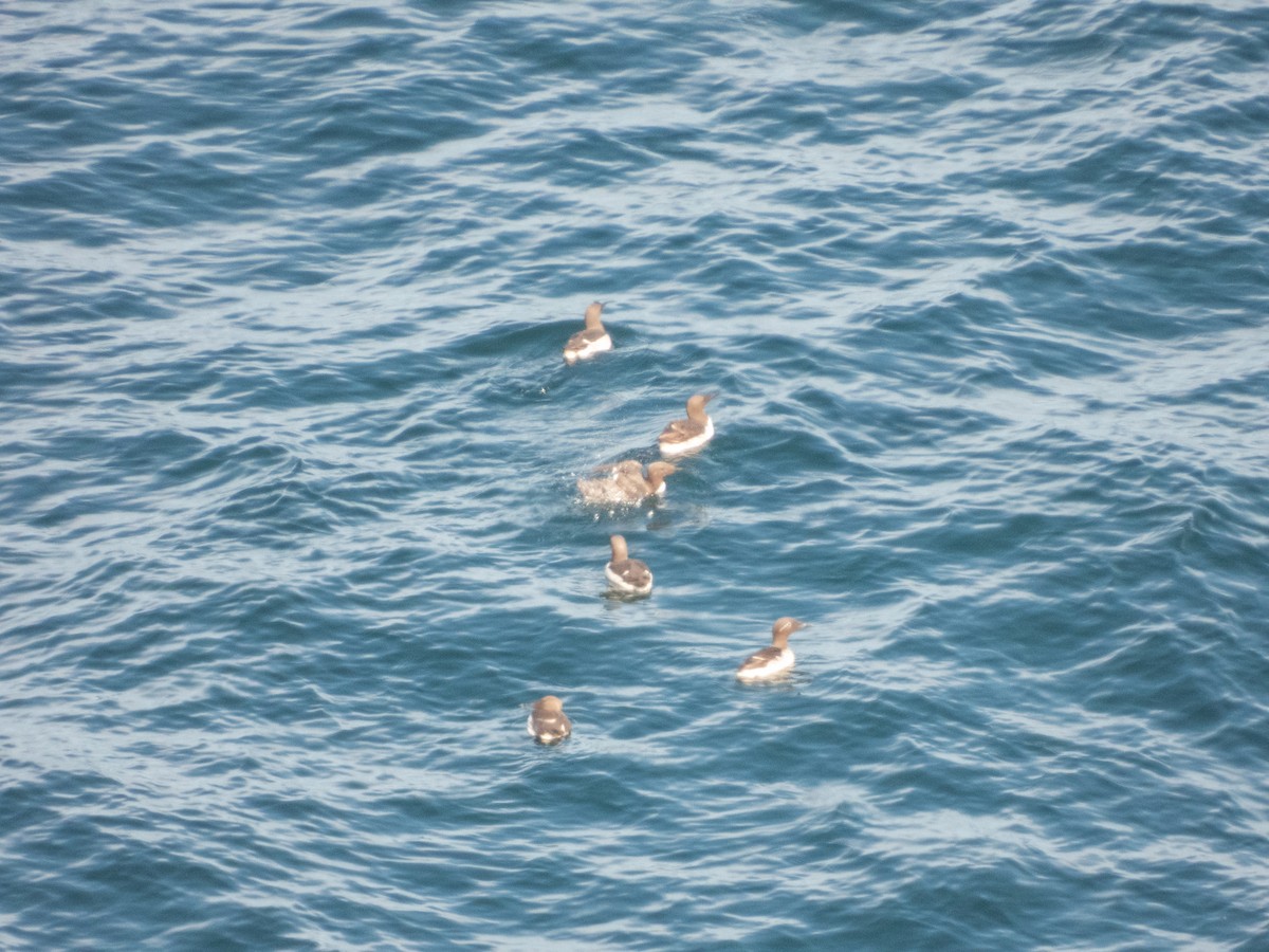 Guillemot marmette - ML641384786
