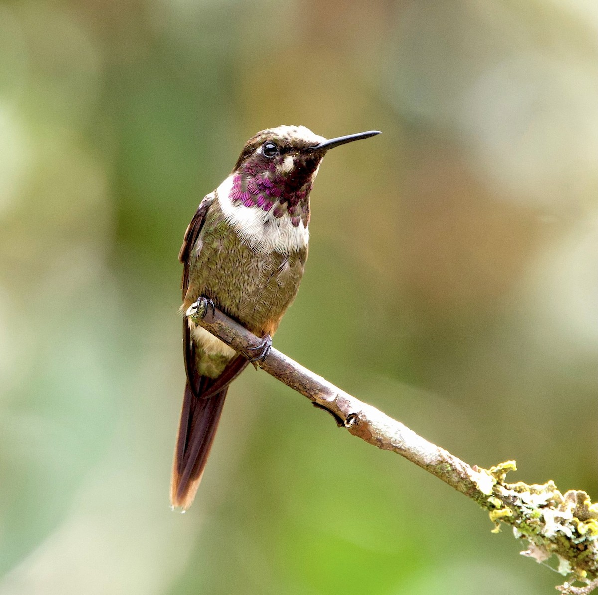 Purple-throated Woodstar - ML641384791