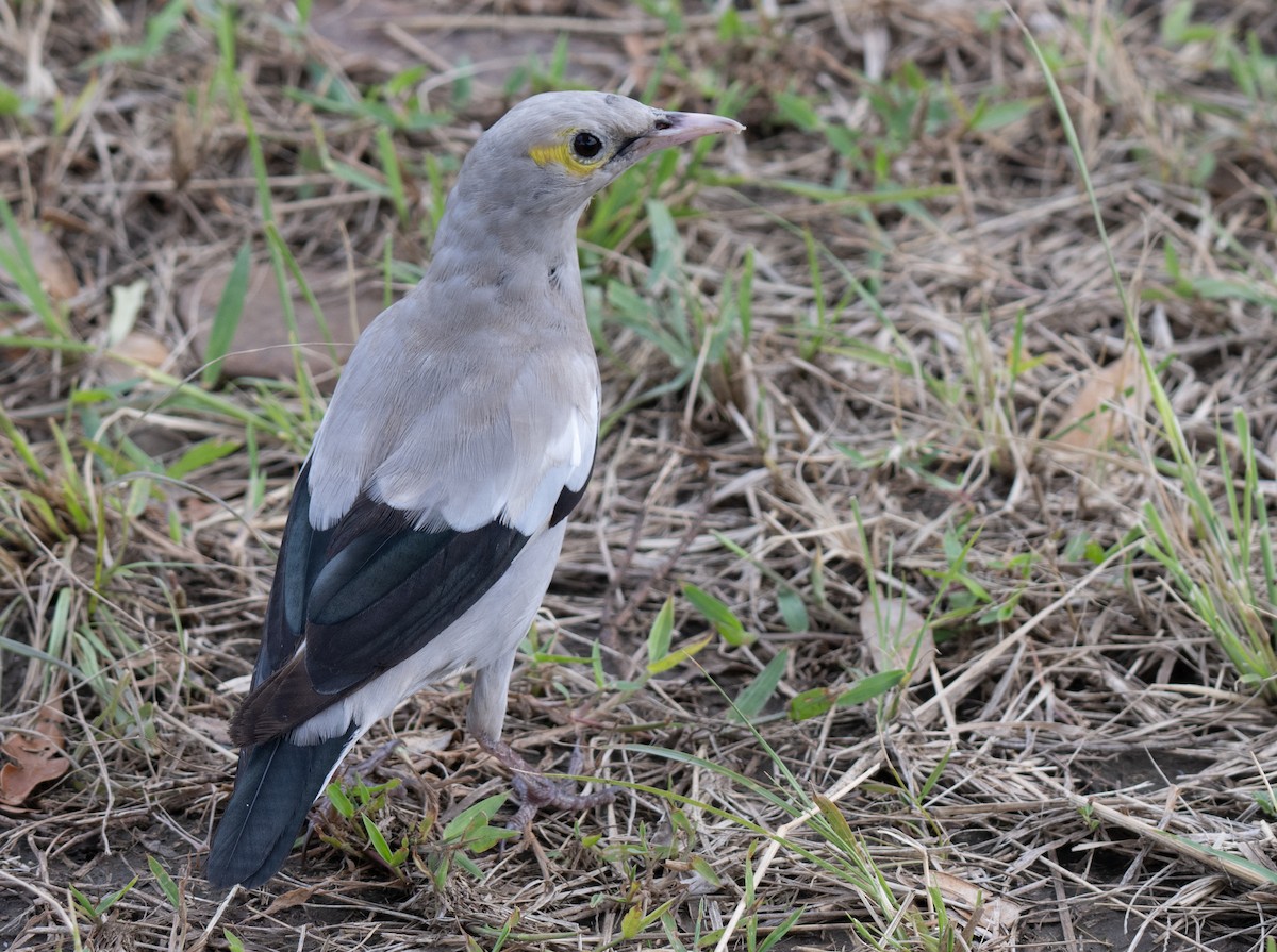 Wattled Starling - ML641384800
