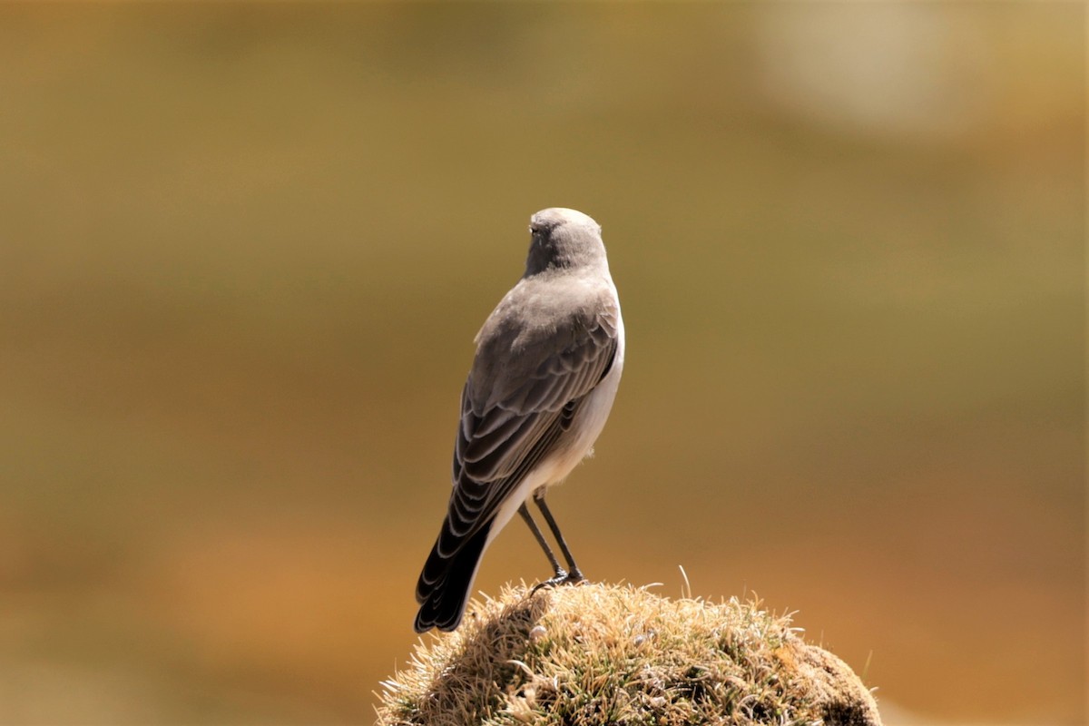 Ochre-naped Ground-Tyrant - ML641384843