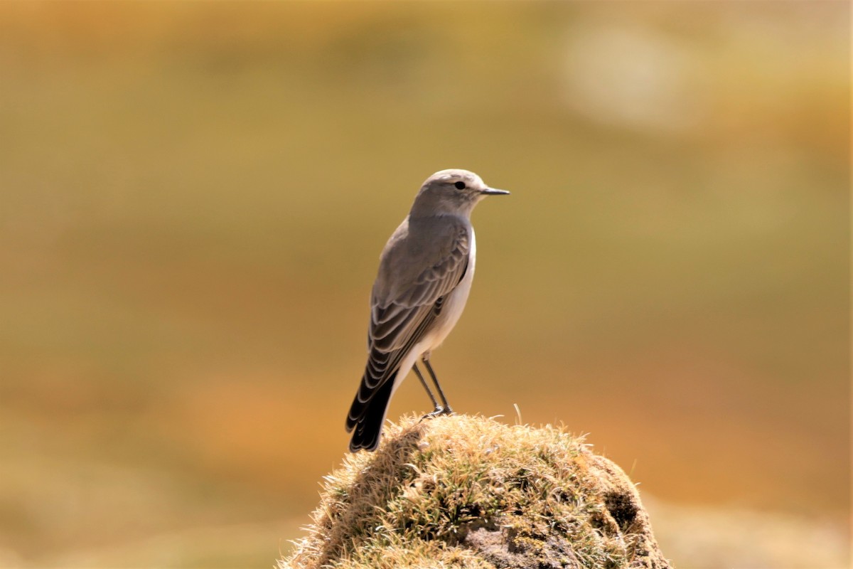 Ochre-naped Ground-Tyrant - ML641384844