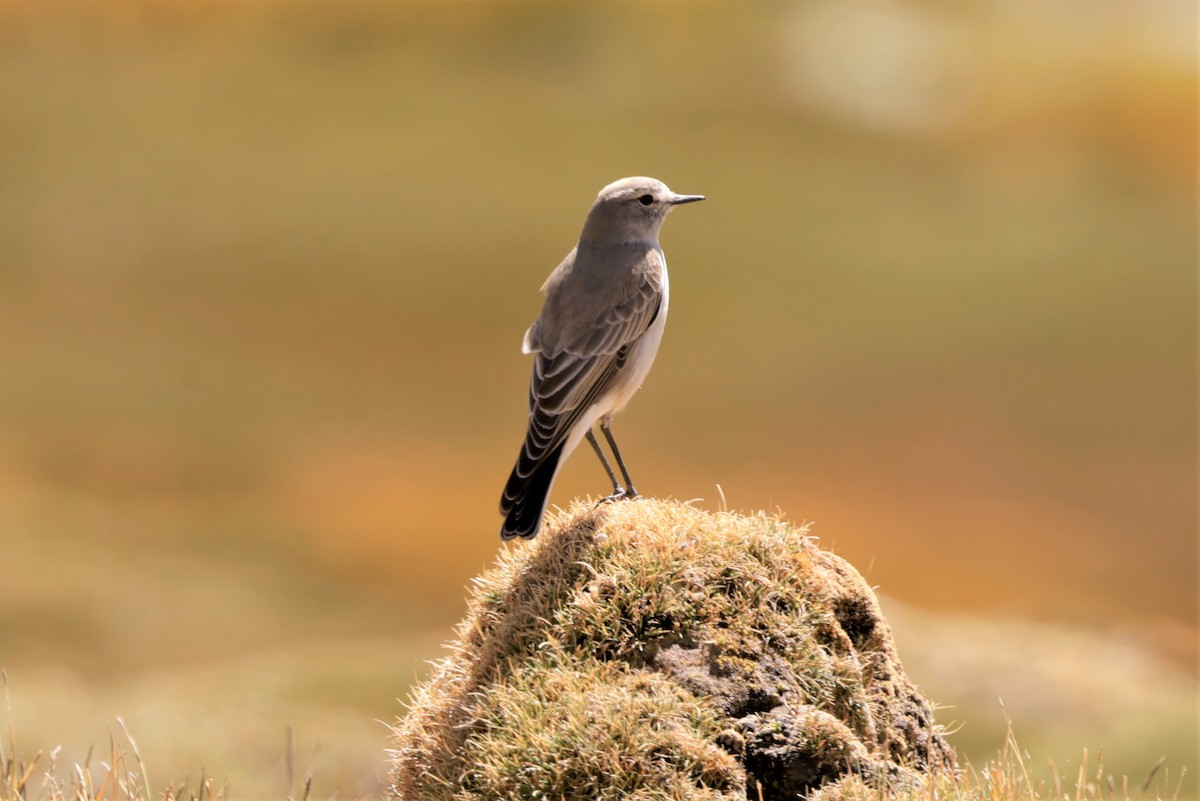 Ochre-naped Ground-Tyrant - ML641384845