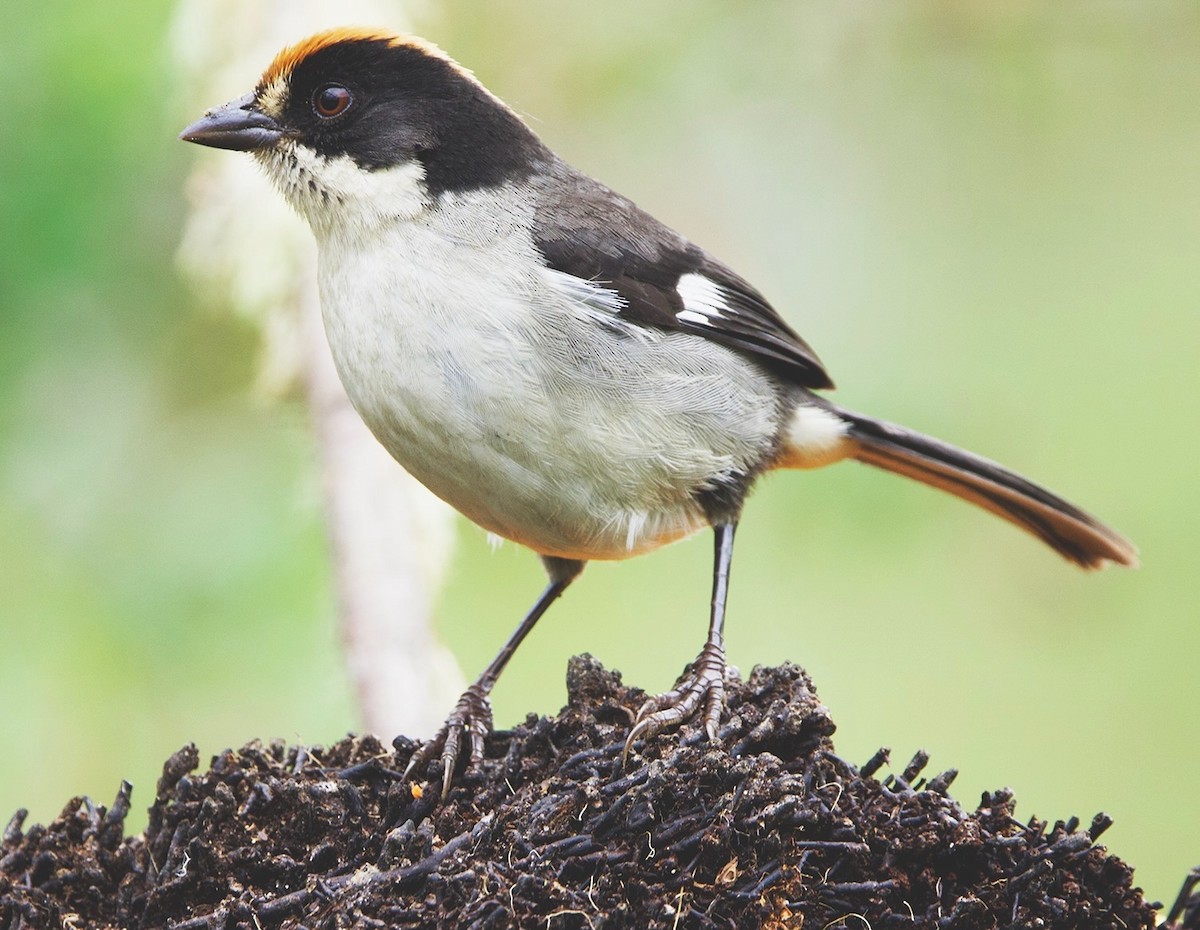 White-winged Brushfinch - ML641384847