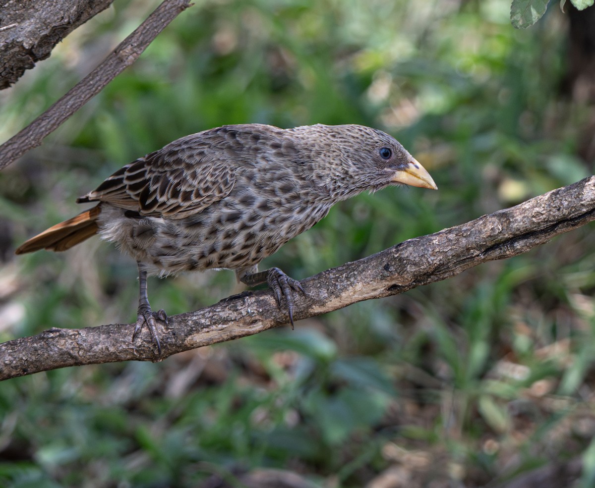 Rufous-tailed Weaver - ML641384867