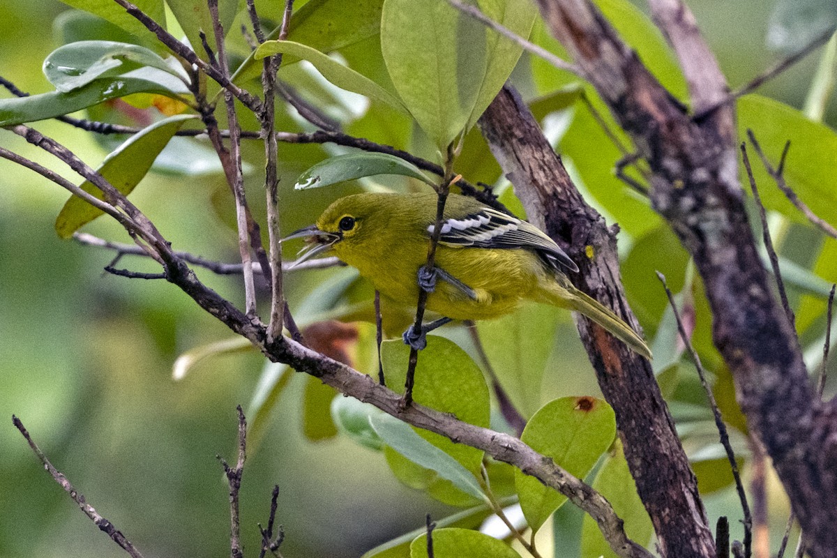 Common Iora - ML641384891