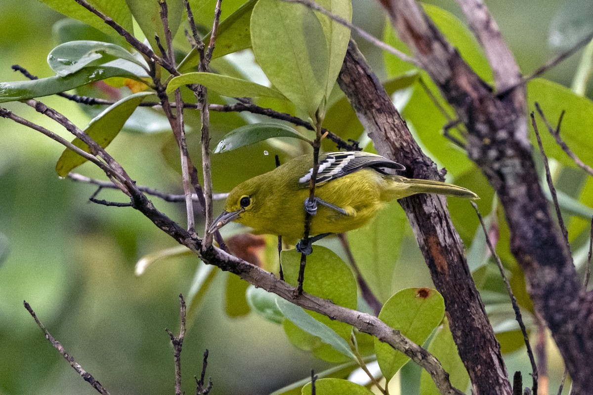 Common Iora - ML641384892