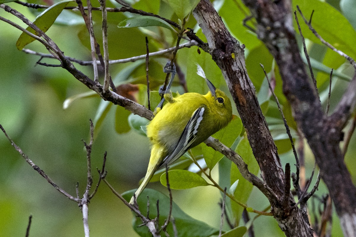 Common Iora - ML641384938