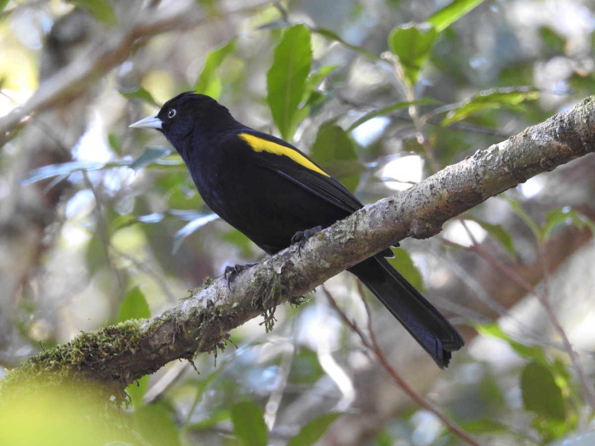 Golden-winged Cacique - ML641384981