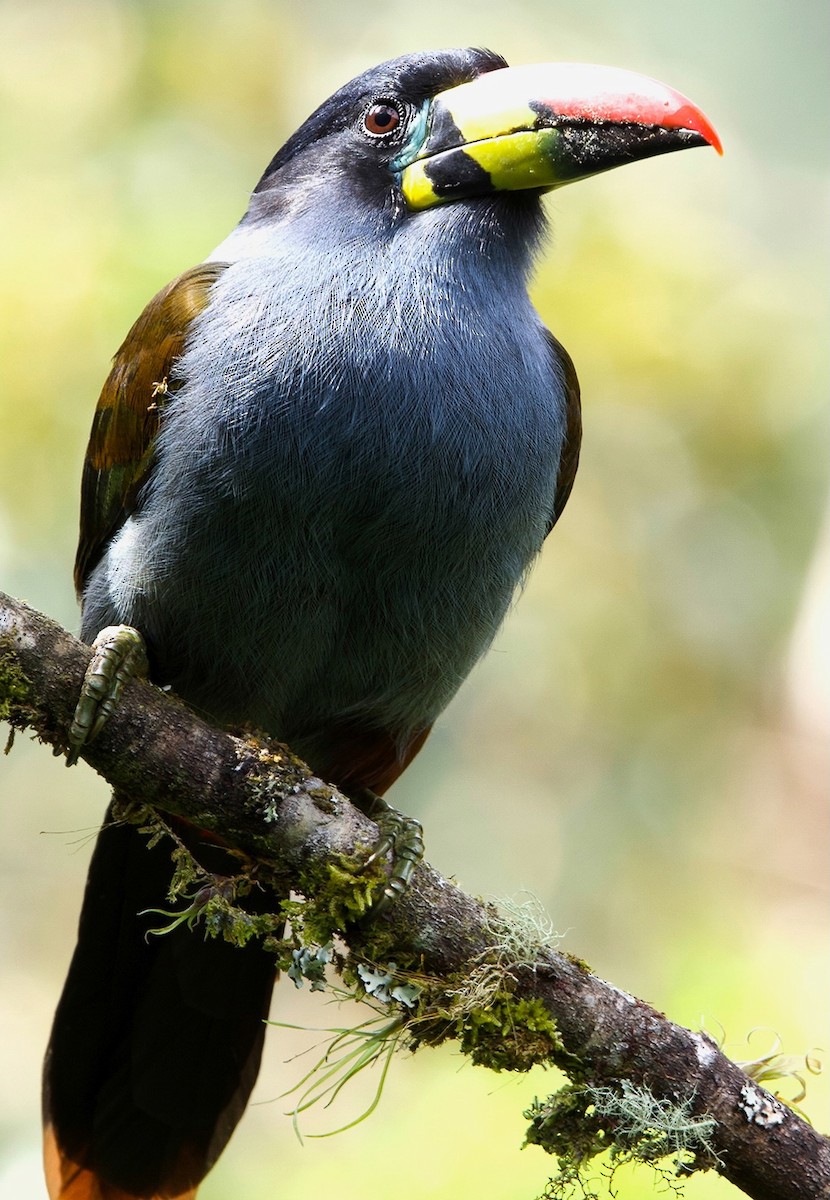 Blautukan - ML641384982